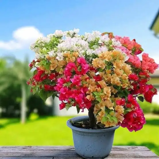 Bougainvillea