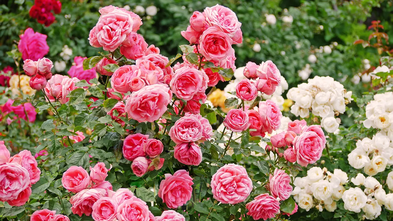 Shrubs